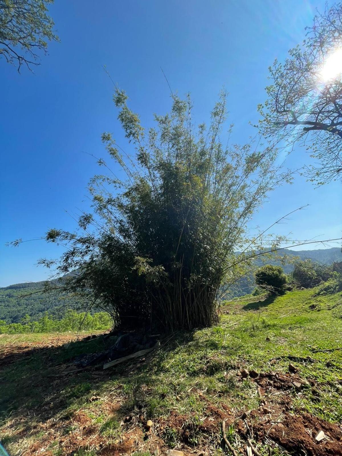 Chales Vista Do Paraiso Канела Екстер'єр фото